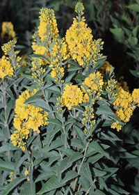 Lysimachia vulgaris                     